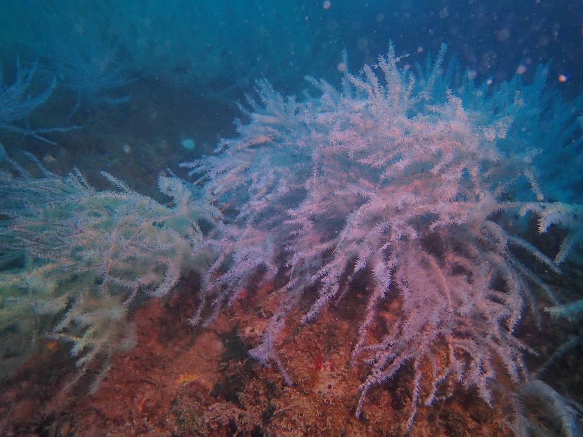 Rigs-to-reefs