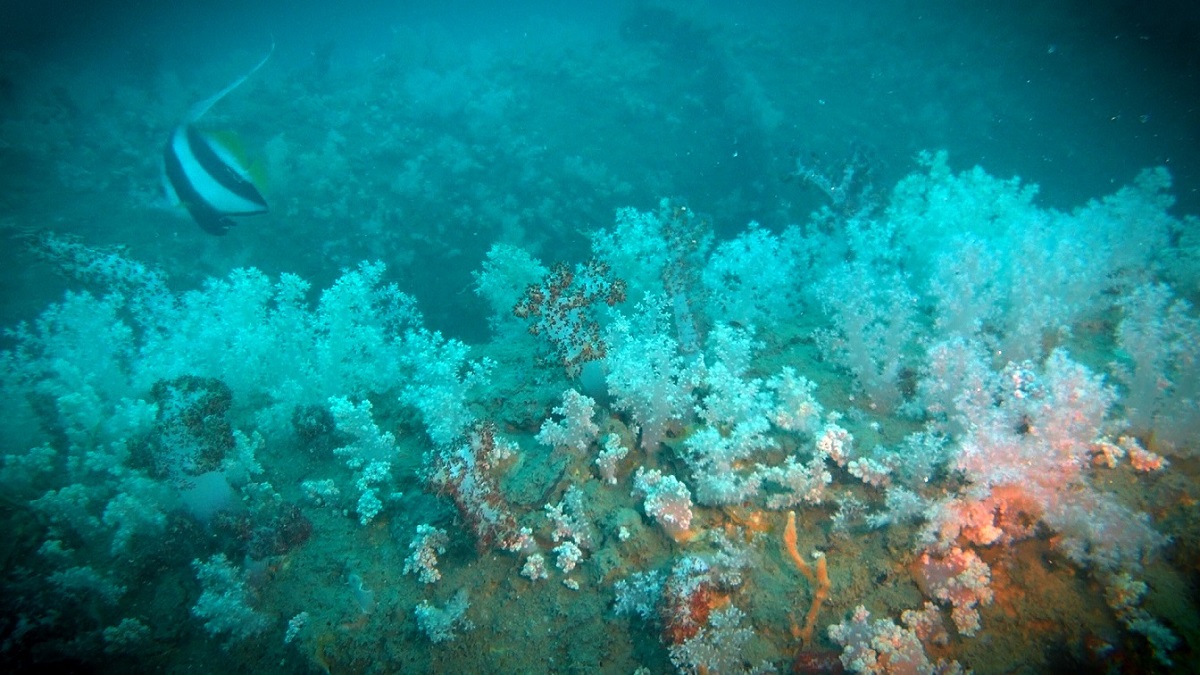 Rigs-to-reefs