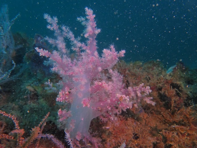 Rigs-to-Reefs