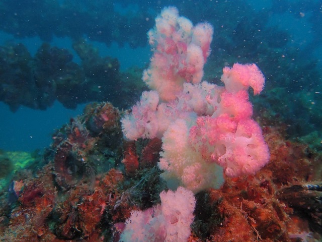 Rigs-to-Reefs