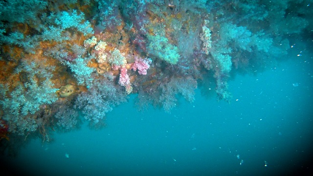 Rigs-to-Reefs